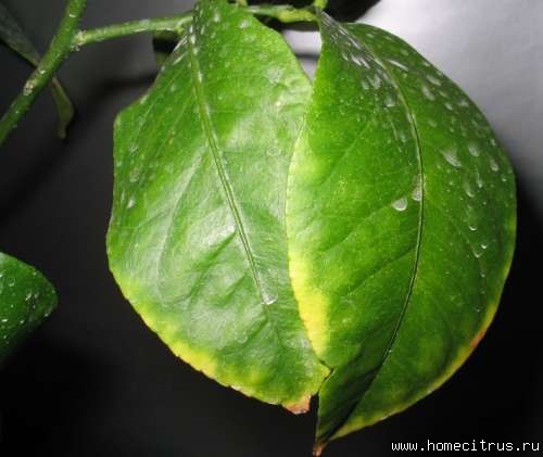 ОПРЕДЕЛИТЕЛЬ недостатков питания по внешнему виду - Цитрусовый сад - Комнатные плодовые экзоты