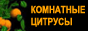 Комнатное цитрусоводство. Выращивание лимонов, апельсинов, мандаринов и других цитрусов.